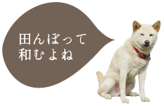 犬